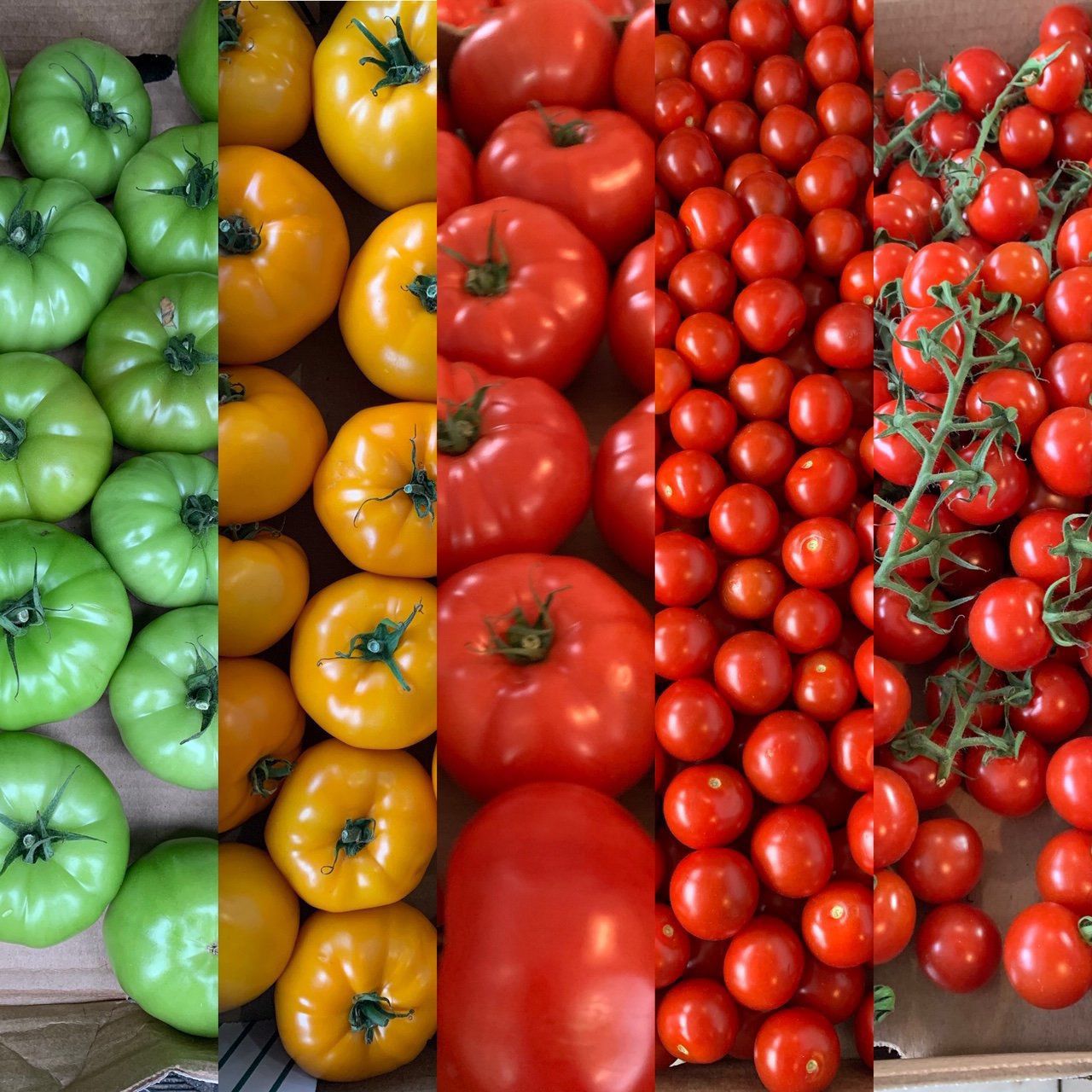 Tony White's tomatoes